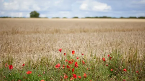 Grain fields poppies This landscape photograph depicts a field in Derbyshire, England, located in the United Kingdom. The main subject is a grain field interspersed with vibrant red poppies and other wild flowers, highlighting the agricultural character of the region. The image was captured in the early afternoon during the summer, as indicated by the bright natural light and mature crops in the fields. Tall grasses and clusters of poppy plants provide a contrasting foreground against a wide expanse of golden grain. The scenery emphasizes the agricultural landscape of Derbyshire, showcasing the integration of cultivated crops and wildflowers in rural areas of England.